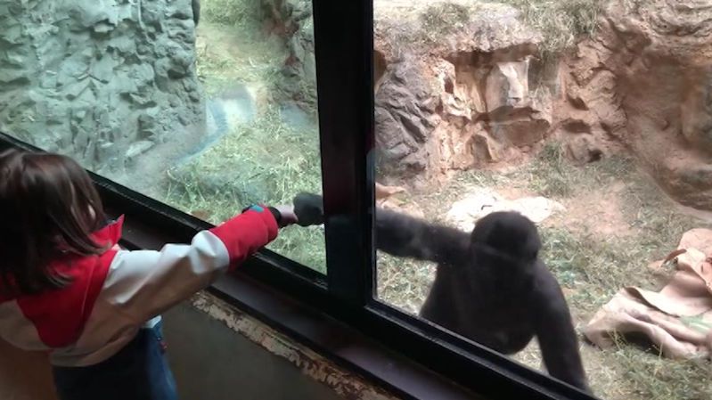 Hrátky dvou primátů: Gorila v zoo proháněla pětiletou holčičku
